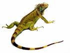 lizard