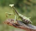 praying mantis
