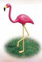 pink flamingo