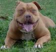 chien enragé