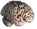 cerveau