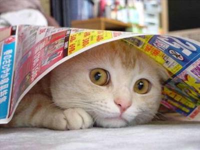 Hide!