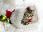 Perfect gift