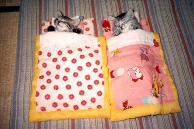Twin beds