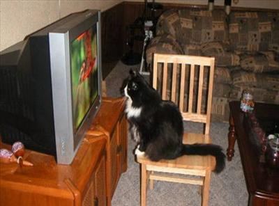 Cat watchin TV