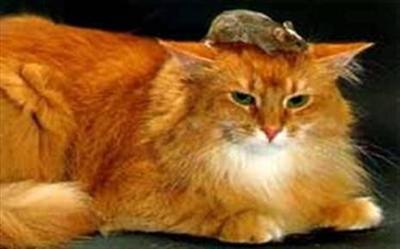 Cat and mouse