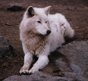 White Wolf