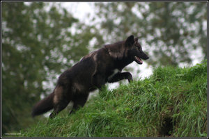 Black Wolf