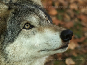 Brown Wolf