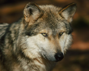 Red Wolf