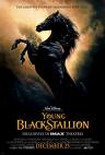 TheYoung Black Stallion