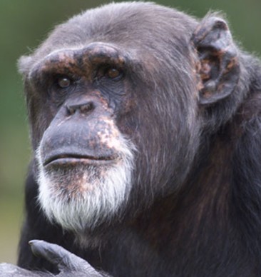 Chimpen