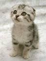Kedi