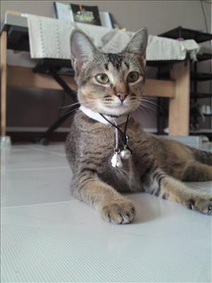 Normal Ah Meow