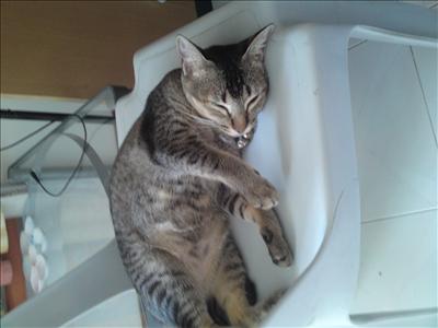 Sleeping Ah Meow