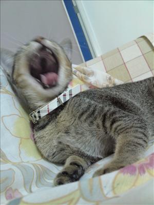 Yawn Ah Meow