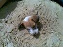 CUTE DOG
