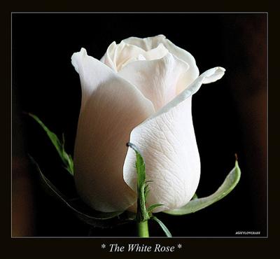 White rose