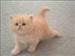 Kedi