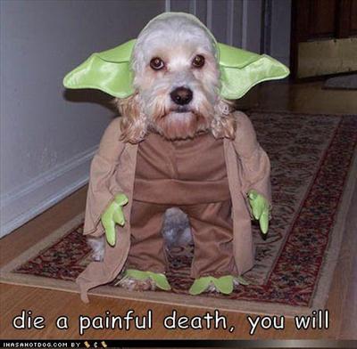 master dogyoda