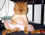 Shaved Pussy