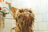 Wet Pussy