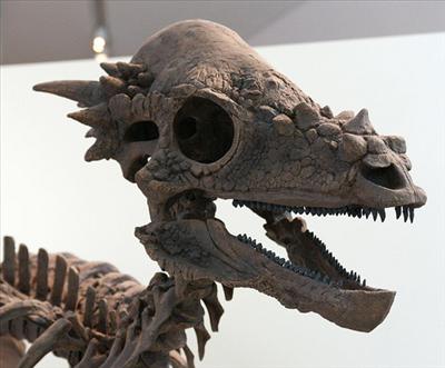 Pachycephalosaurus