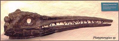 Ichthyosaurus