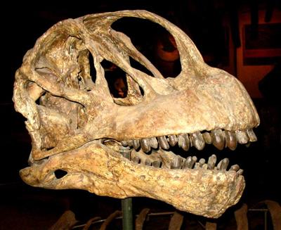 Camarasaur