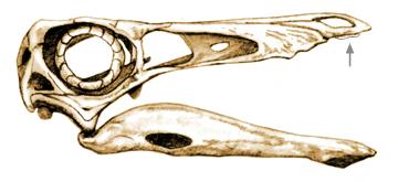 Gallimimus