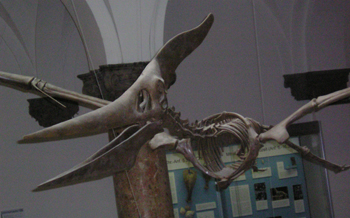 Pteranodon