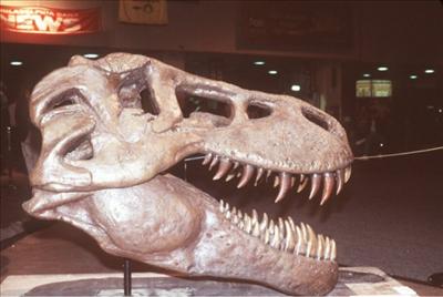 Tyrannosaurus Rex