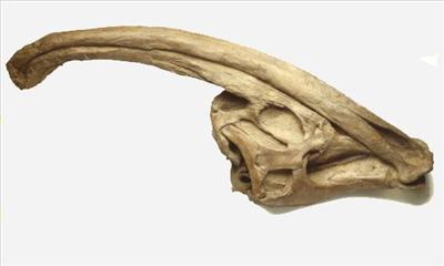 Parasauralophus