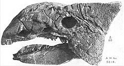Ankylosaur 