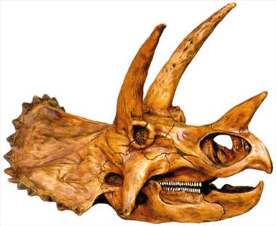 Triceratops