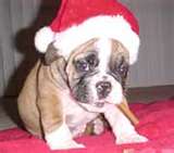Doggie Christmas