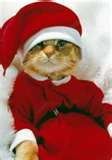 Christmas Kitty