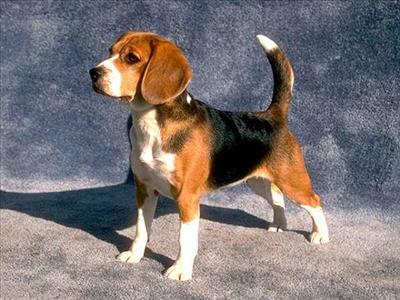 est enceinte d'un beagle de la repro