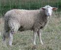 a trompé son conjoint avec un mouton de l'ENVA