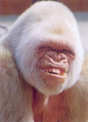 FUNKY monkey