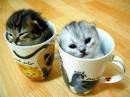 funny cats