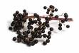 Elderberry