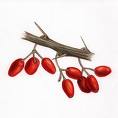 Barberry