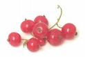 Currant
