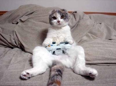 a new cat thats addicted to video games