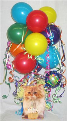 Bday kitty