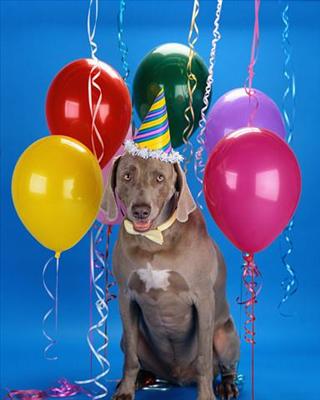 Birthday puppy