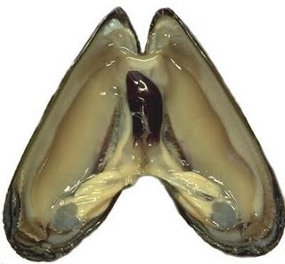 la moule