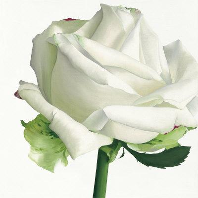 Beyaz Gül (White Rose)