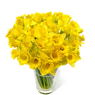 Nergis (Daffodil)